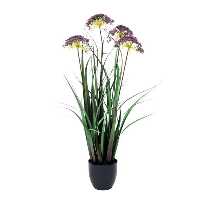 LONGJIN-36" ANGELICA GRASS PURPLE (413252236)