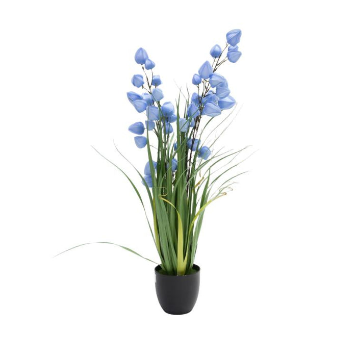 LONGJIN-36" PHYSALIS LIGHT BLUE (413252245)