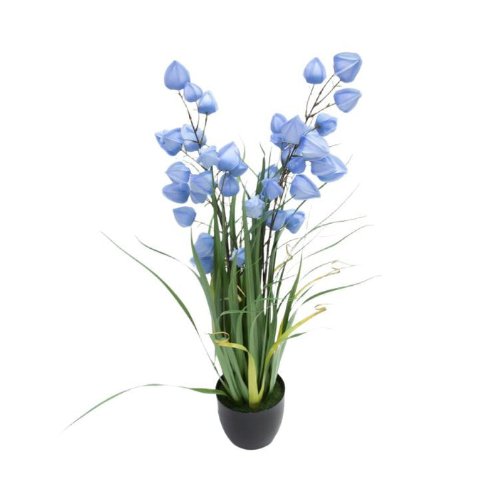 LONGJIN-36" PHYSALIS LIGHT BLUE (413252245)