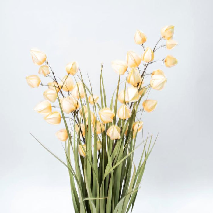 LONGJIN-36" PHYSALIS LIGHT ORANGE (413252242)