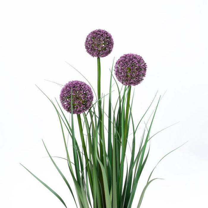 LONGJIN-31.5" ALLIUM GRASS PURPLE (413252239)