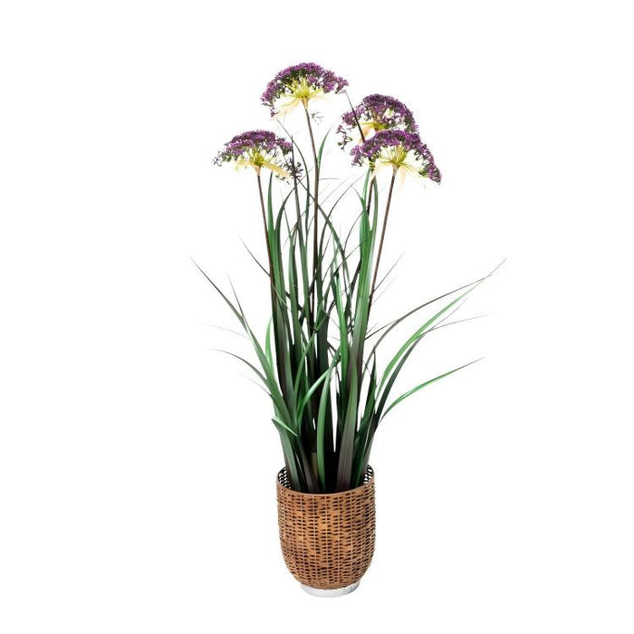 LONGJIN-36" ANGELICA GRASS PURPLE (413252236)
