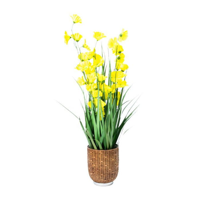LONGJIN-36" MORNING GLORY YELLOW (413252248)