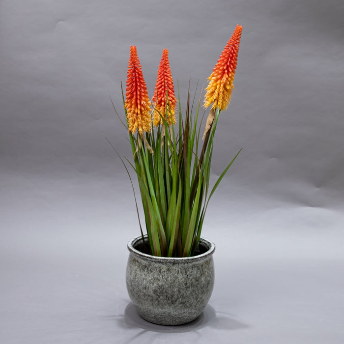 LONGJIN-70CM TORCH LILY GRASS (413252208)