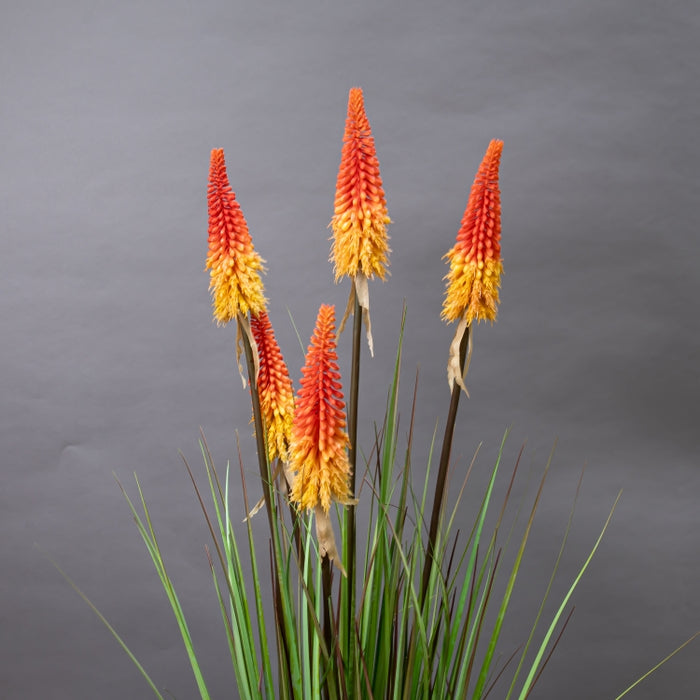 LONGJIN-120CM TORCH LILY GRASS ORG (413252210)