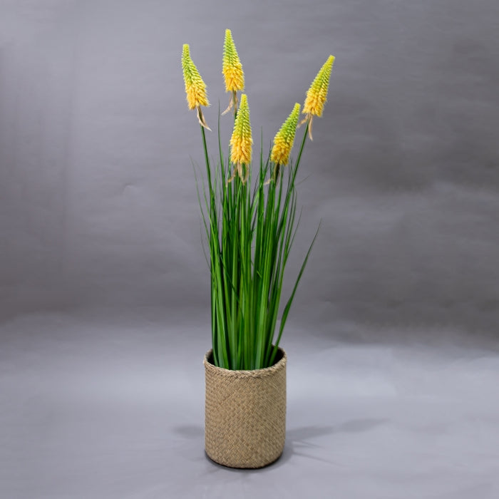 LONGJIN-120CM TORCH LILY GRS ORG (413252213)