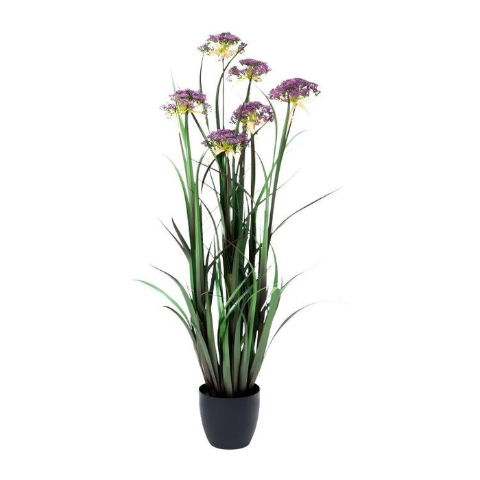 LONGJIN-48" ANGELICA GRASS PURPLE (413252237)