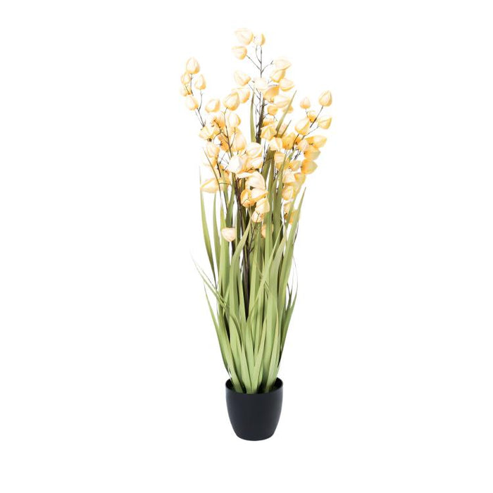 LONGJIN-48" PHYSALIS LIGHT ORANGE (413252243)