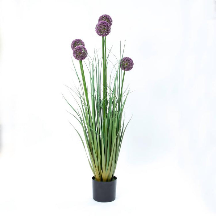 LONGJIN-43.3" ALLIUM GRASS PURPLE (413252240)