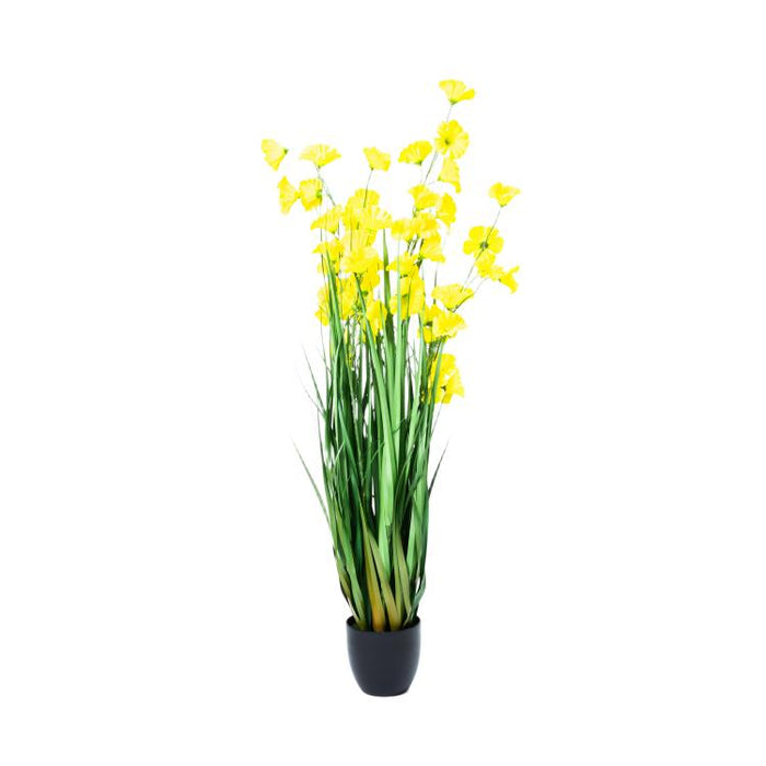LONGJIN-48" MORNING GLORY YELLOW (413252249)