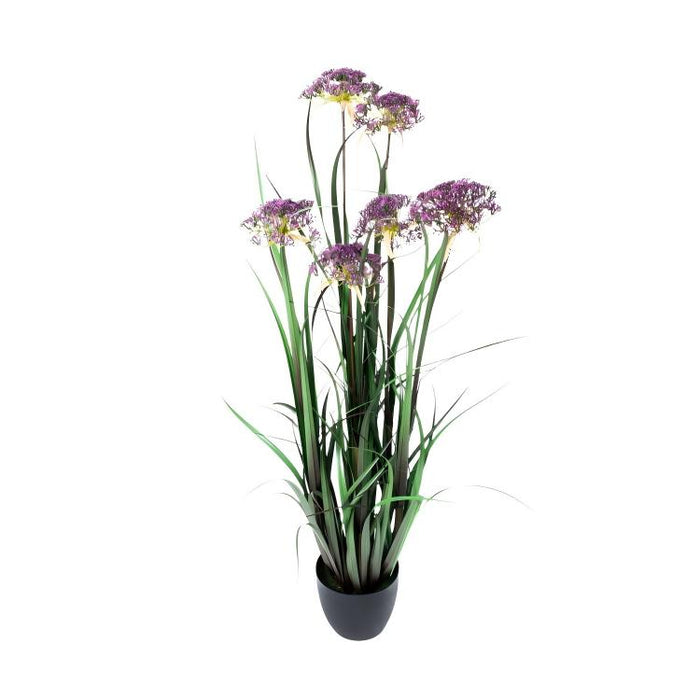 LONGJIN-48" ANGELICA GRASS PURPLE (413252237)