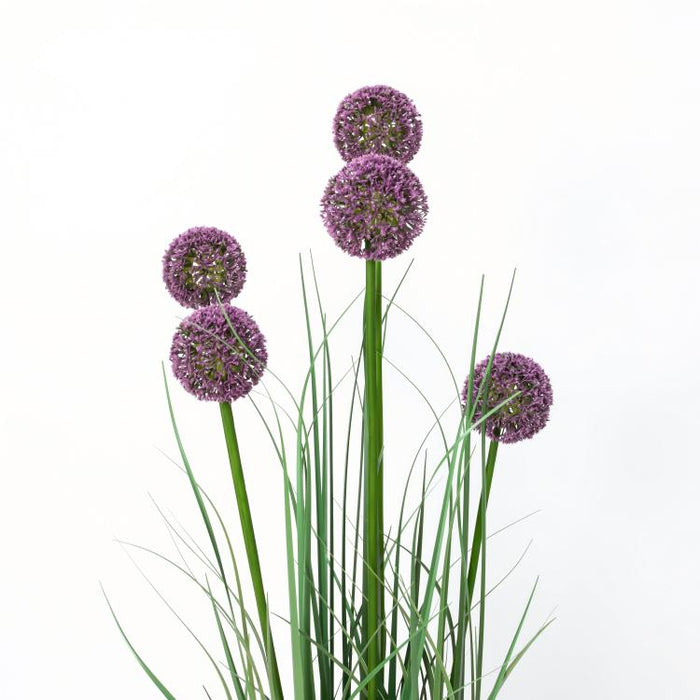 LONGJIN-43.3" ALLIUM GRASS PURPLE (413252240)