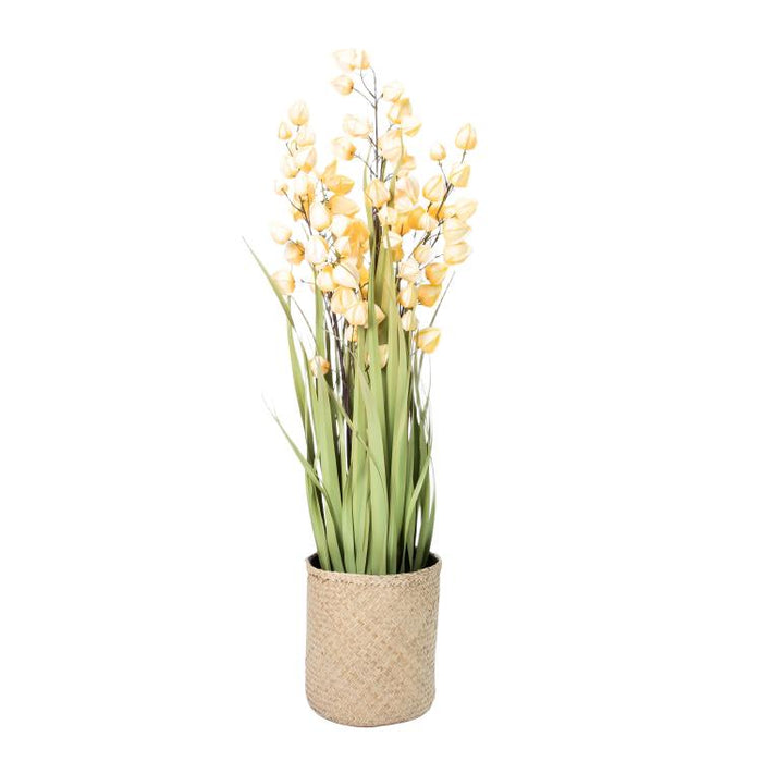 LONGJIN-48" PHYSALIS LIGHT ORANGE (413252243)