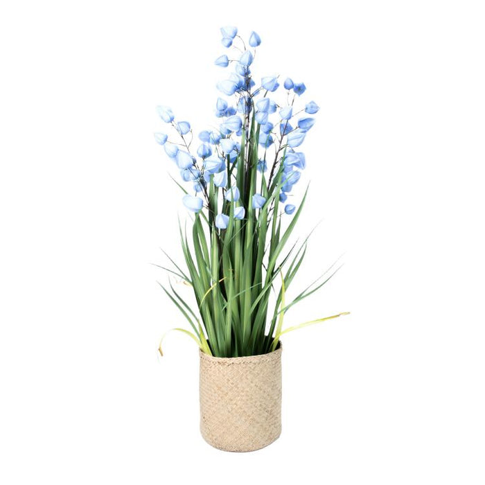 LONGJIBN-48" PHYSALIS LIGHT BLUE (413252246)