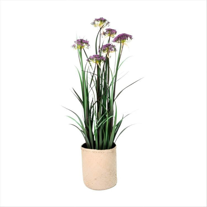 LONGJIN-48" ANGELICA GRASS PURPLE (413252237)