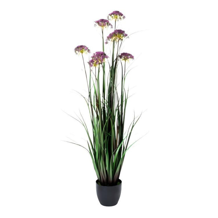 LONGJIN-60" ANGELICA GRASS PURPLE (413252238)