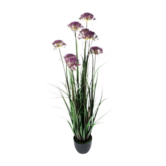 LONGJIN-60" ANGELICA GRASS PURPLE (413252238)