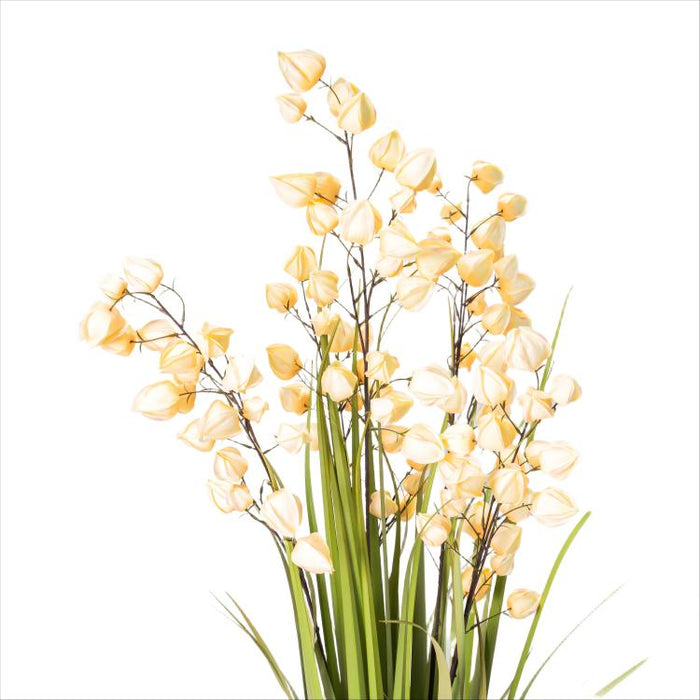 LONGJIN-60" PHYSALIS LIGHT ORANGE (413252244)