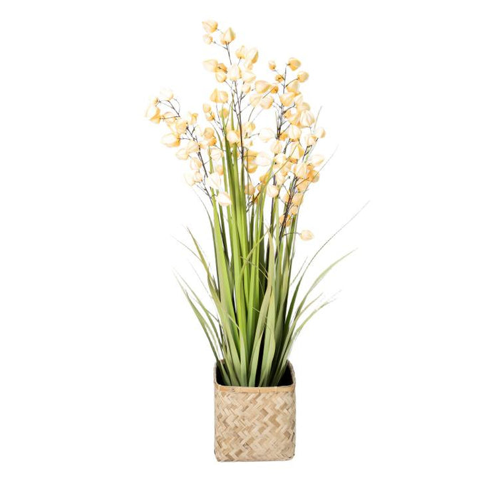 LONGJIN-60" PHYSALIS LIGHT ORANGE (413252244)