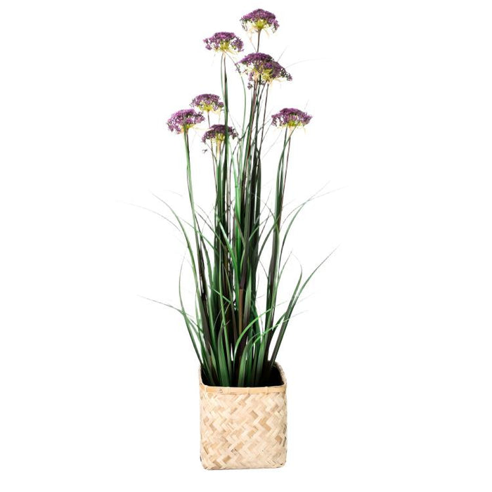 LONGJIN-60" ANGELICA GRASS PURPLE (413252238)