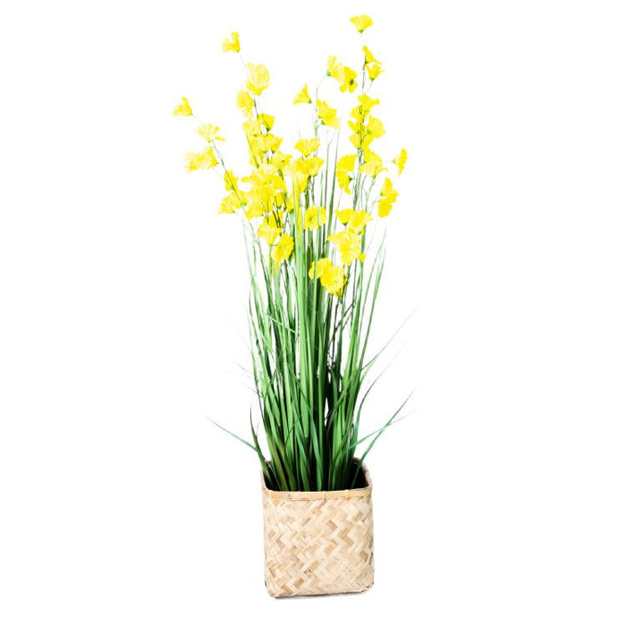 LONGJIN-60" MORNING GLORY YELLOW (413252250)
