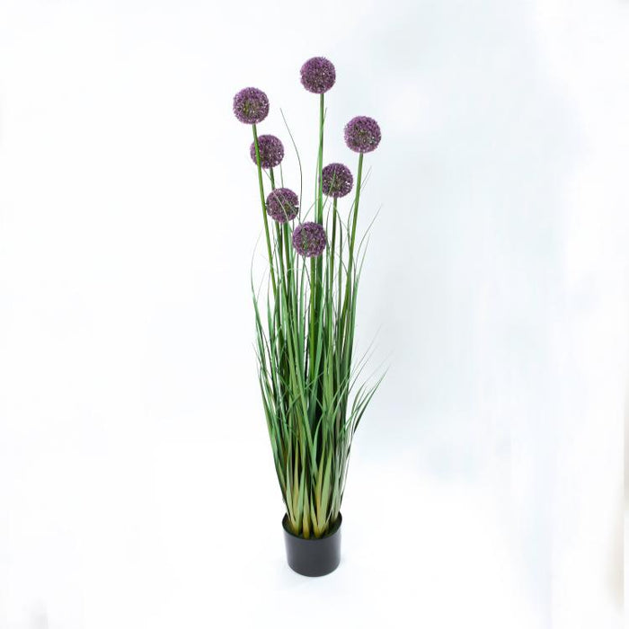 LONGJIN-55.1" ALLIUM GRASS PURPLE (413252241)