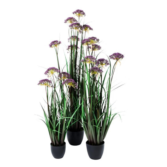 LONGJIN-36" ANGELICA GRASS PURPLE (413252236)