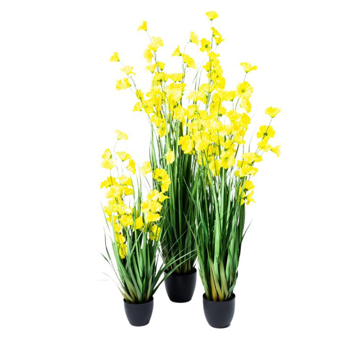 LONGJIN-60" MORNING GLORY YELLOW (413252250)