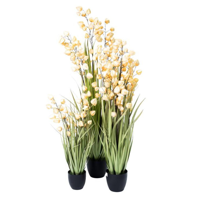LONGJIN-48" PHYSALIS LIGHT ORANGE (413252243)