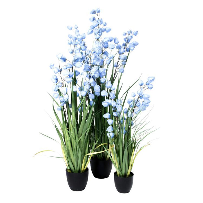 LONGJIBN-48" PHYSALIS LIGHT BLUE (413252246)