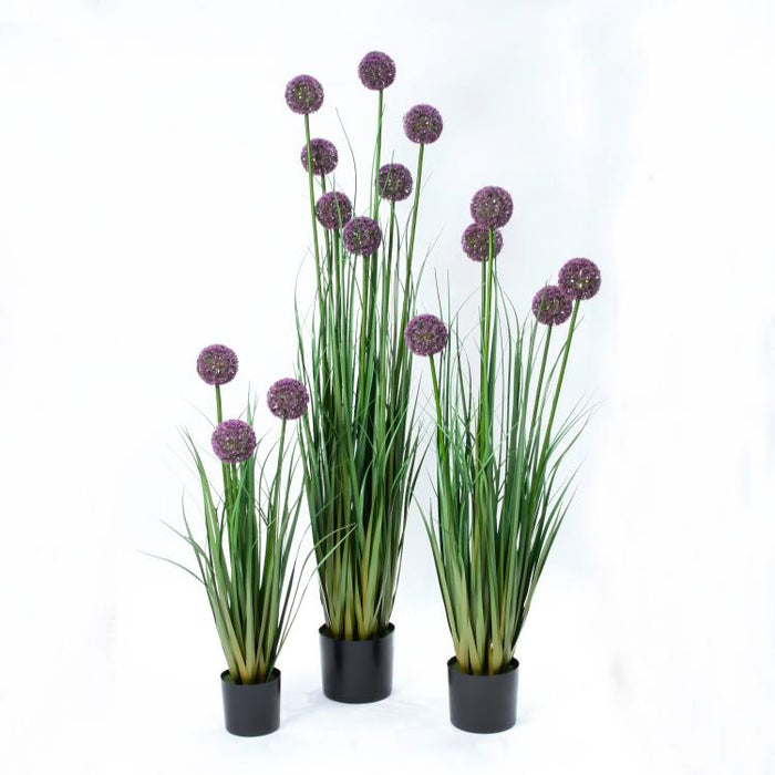 LONGJIN-55.1" ALLIUM GRASS PURPLE (413252241)